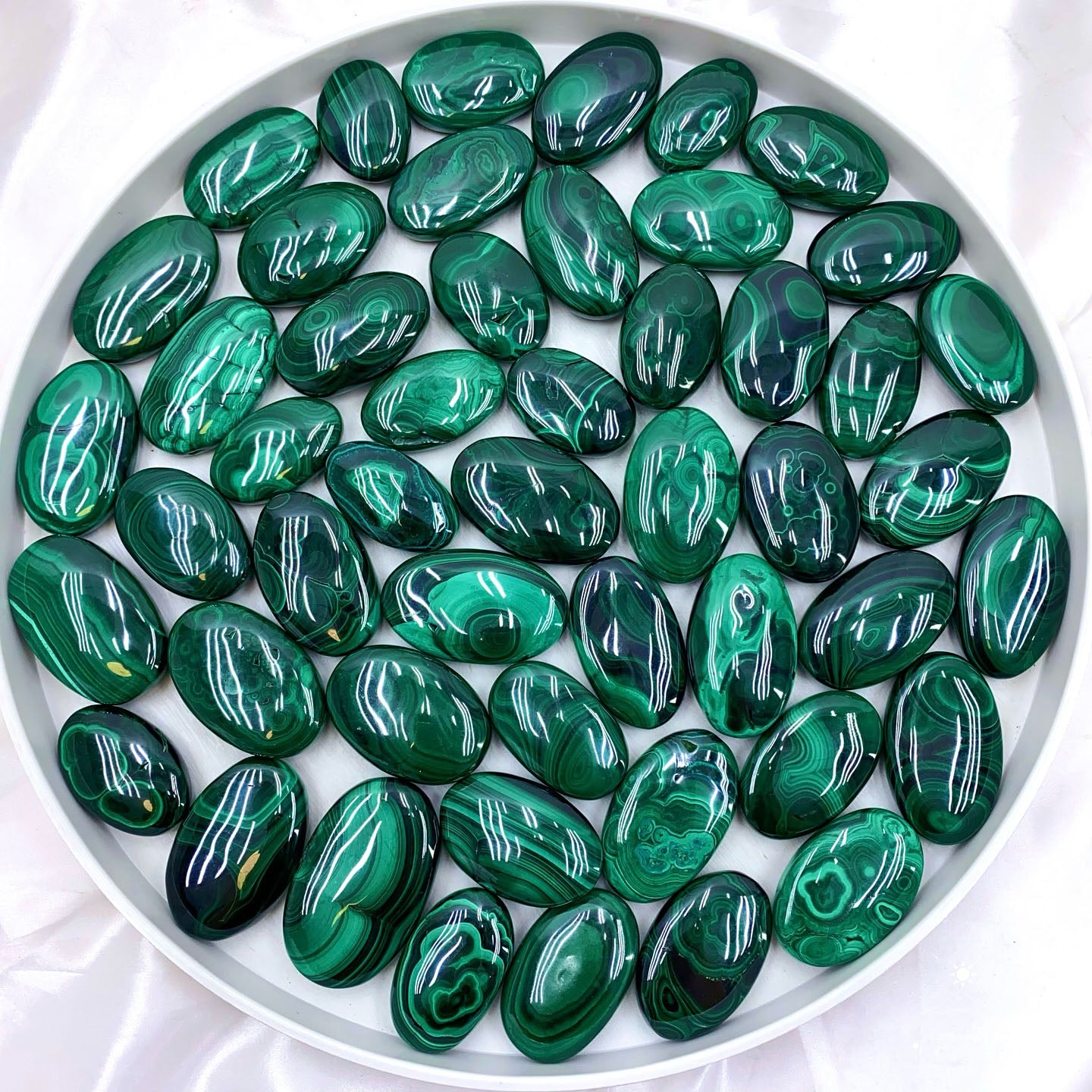 Malachite Palm Wholesalers