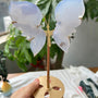 Blue Chalcedony Angel Wings Wholesale Crystal Healing Stone